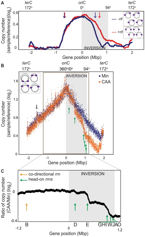 Genomic microarray profiles of the HT inversion strain.