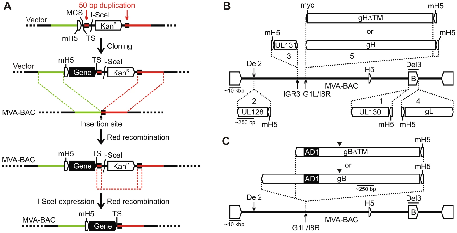 Insertion of gH/gL-PC subunits or gB into MVA-BAC.