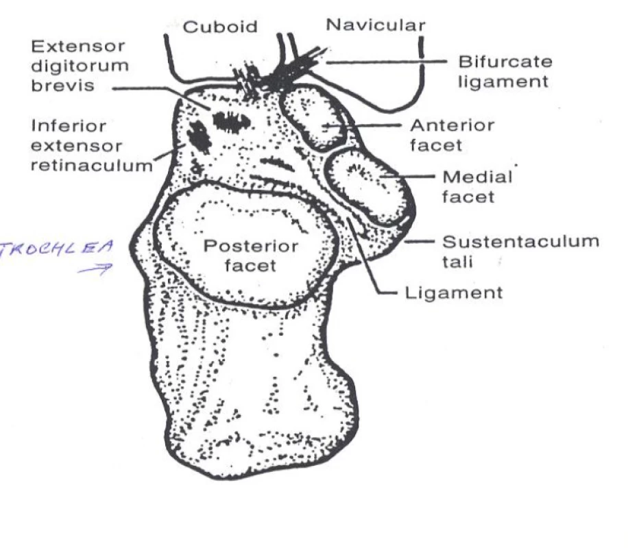 Anatomie patní kosti