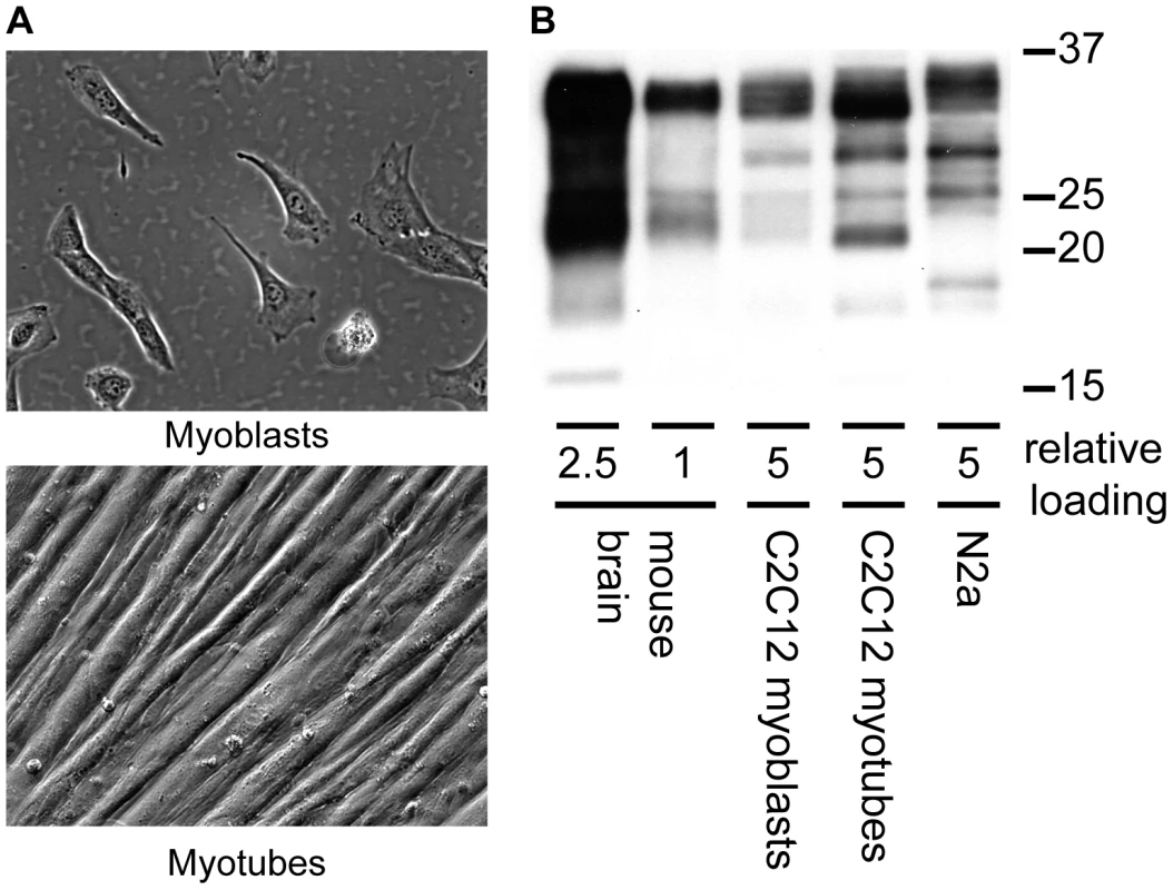 Expression of PrP<sup>c</sup> in C2C12 myoblasts and myotubes.