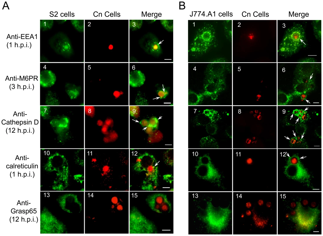 <i>Cryptococcus neoformans</i> intracellular trafficking in <i>Drosophila</i> S2.