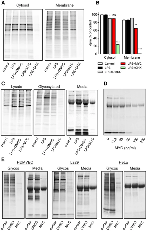 Mycolactone specifically targets membrane and secreted proteins.