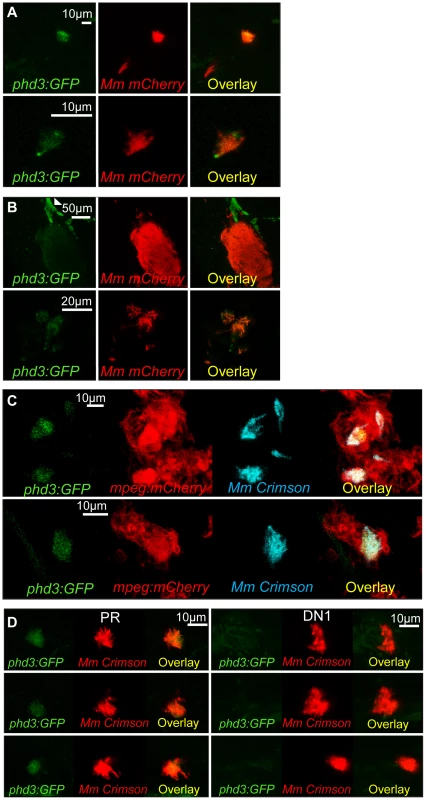 <i>phd3</i> is expressed in infected macrophages during early stage Mm pathogenesis in a Hif-1α dependent manner.