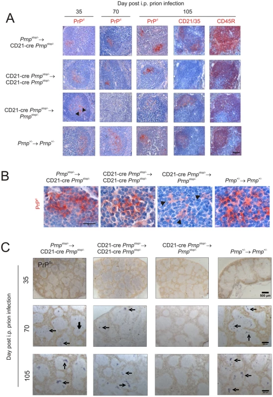 Effect of FDC-restricted PrP<sup>c</sup> expression on PrP<sup>Sc</sup> accumulation in the spleen.