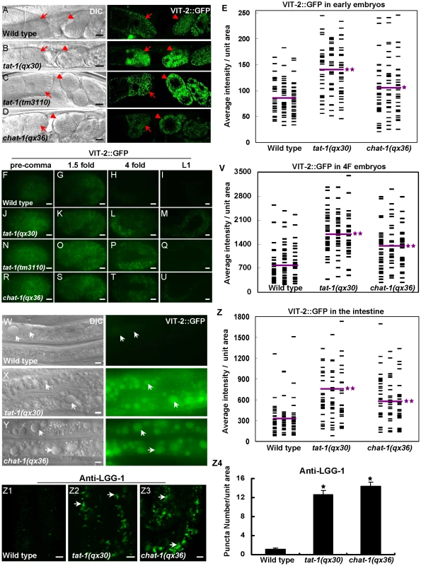Yolk redistribution and degradation are defective in <i>tat-1</i> and <i>chat-1</i> mutants.