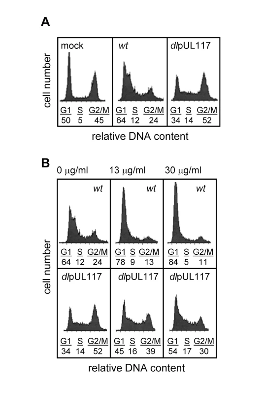 UL117-deficient virus failed to block host DNA synthesis during infection of actively growing human foreskin fibroblasts (HFFs).