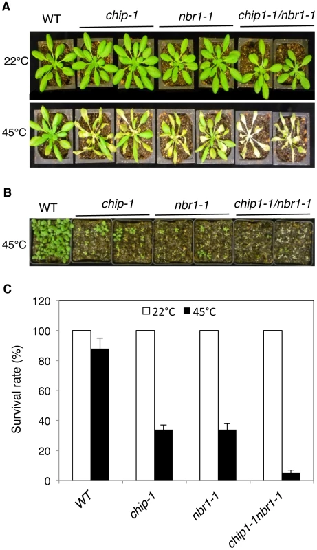 Phenotypic analysis of the <i>chip nbr1</i> double mutants in heat tolerance.