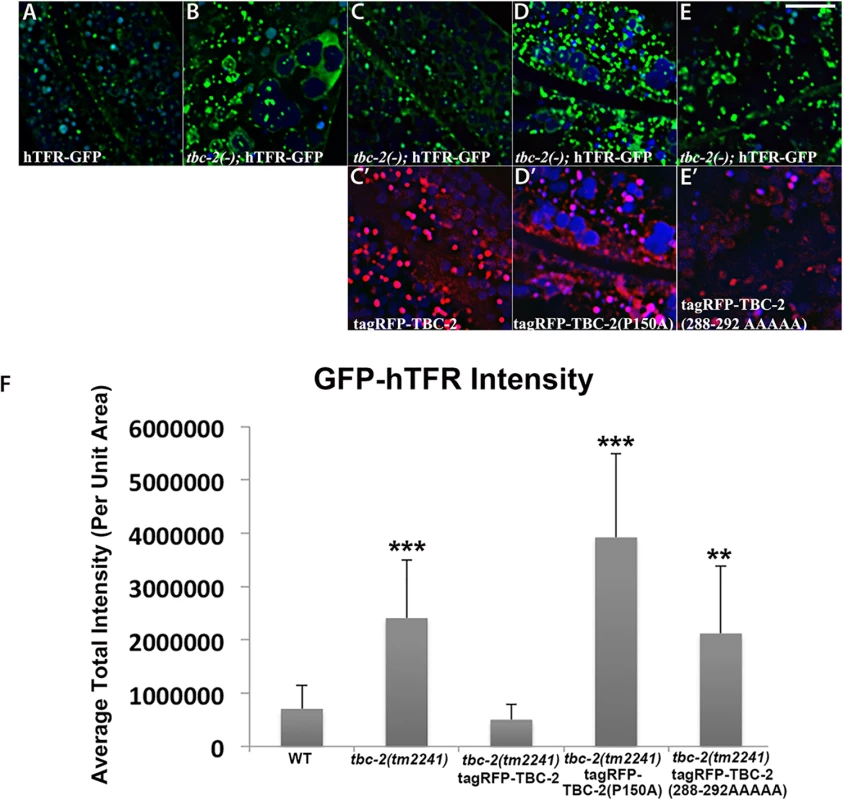 Rescue of the cargo-recycling defect of <i>tbc-2</i> mutants requires intact RAB-10 and AMPH-1 interaction sequences.