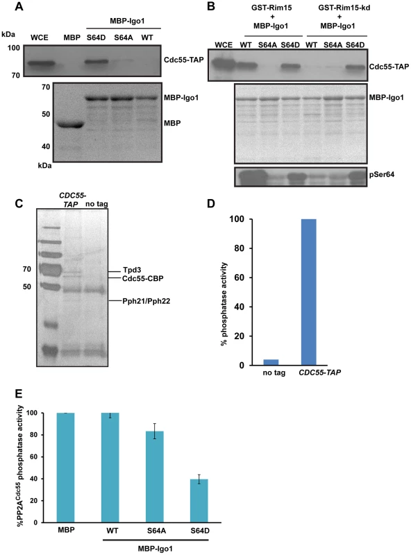Igo1 associates and inhibits the phosphatase activity of PP2A<sup>Cdc55</sup> in a phosphorylation dependent manner.