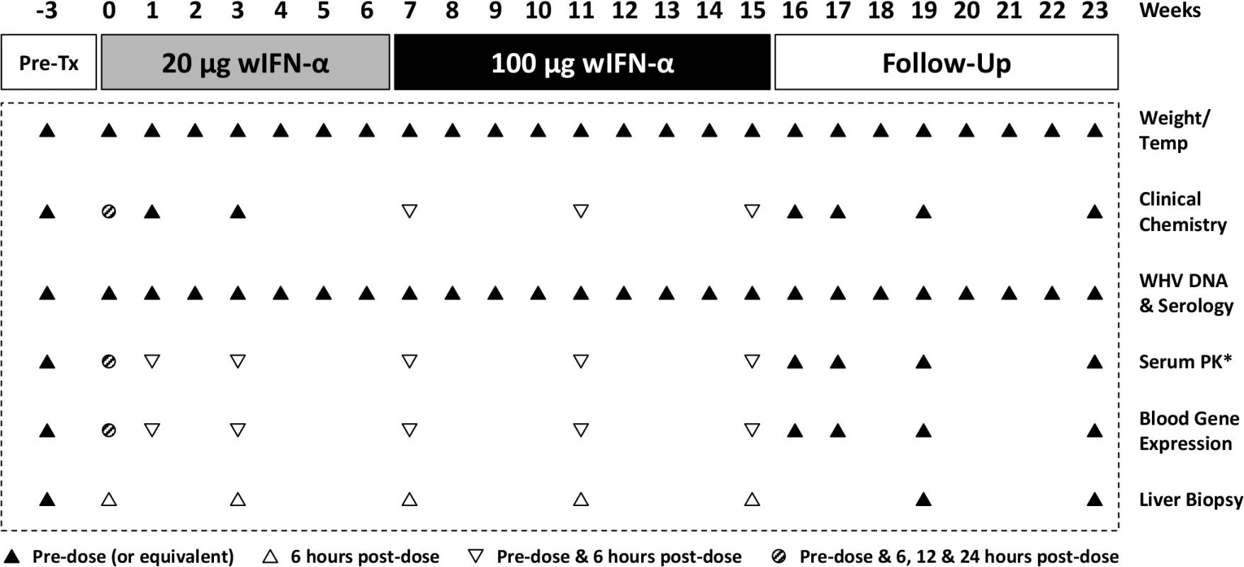 Design of the wIFN-α treatment study in woodchucks chronically infected with WHV.
