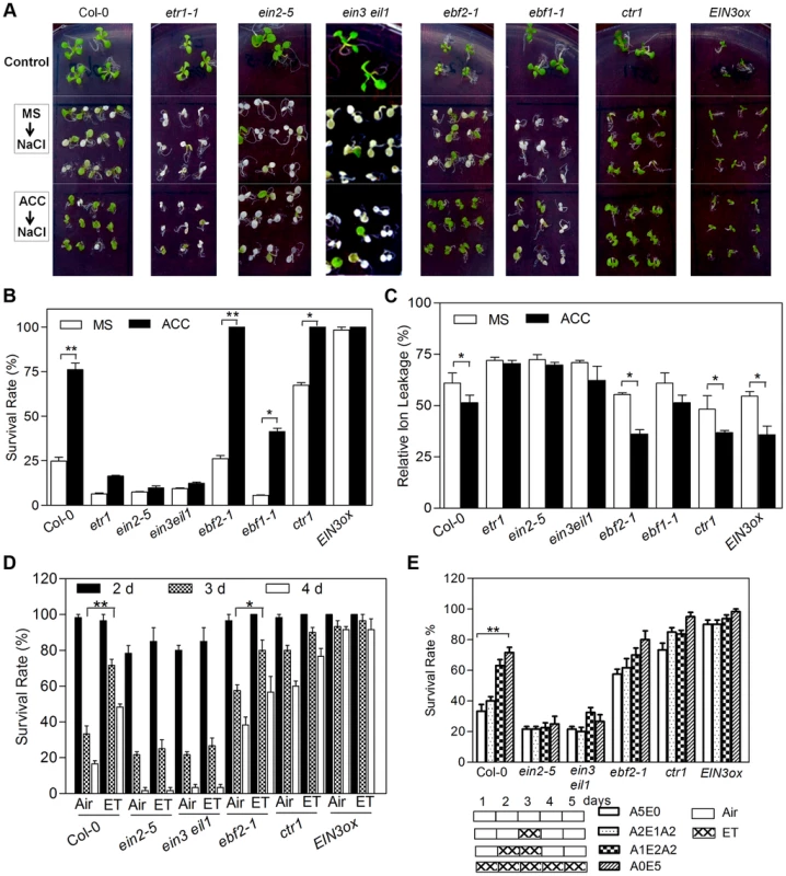 ACC/Ethylene pretreatment or enhanced ethylene signaling increases salt tolerance.