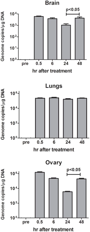 Biodistribution of R-LM249 injected by the intraperitoneal route at 10<sup>8</sup> pfu in Rag2<sup>−/−</sup>;Il2rg<sup>−/−</sup> mice bearing MDA-MB-453 metastases.