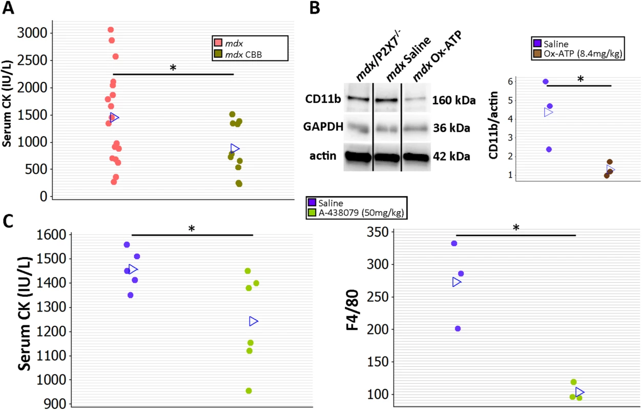 Short-term P2RX7 antagonist administration reduces severity of muscle pathology.
