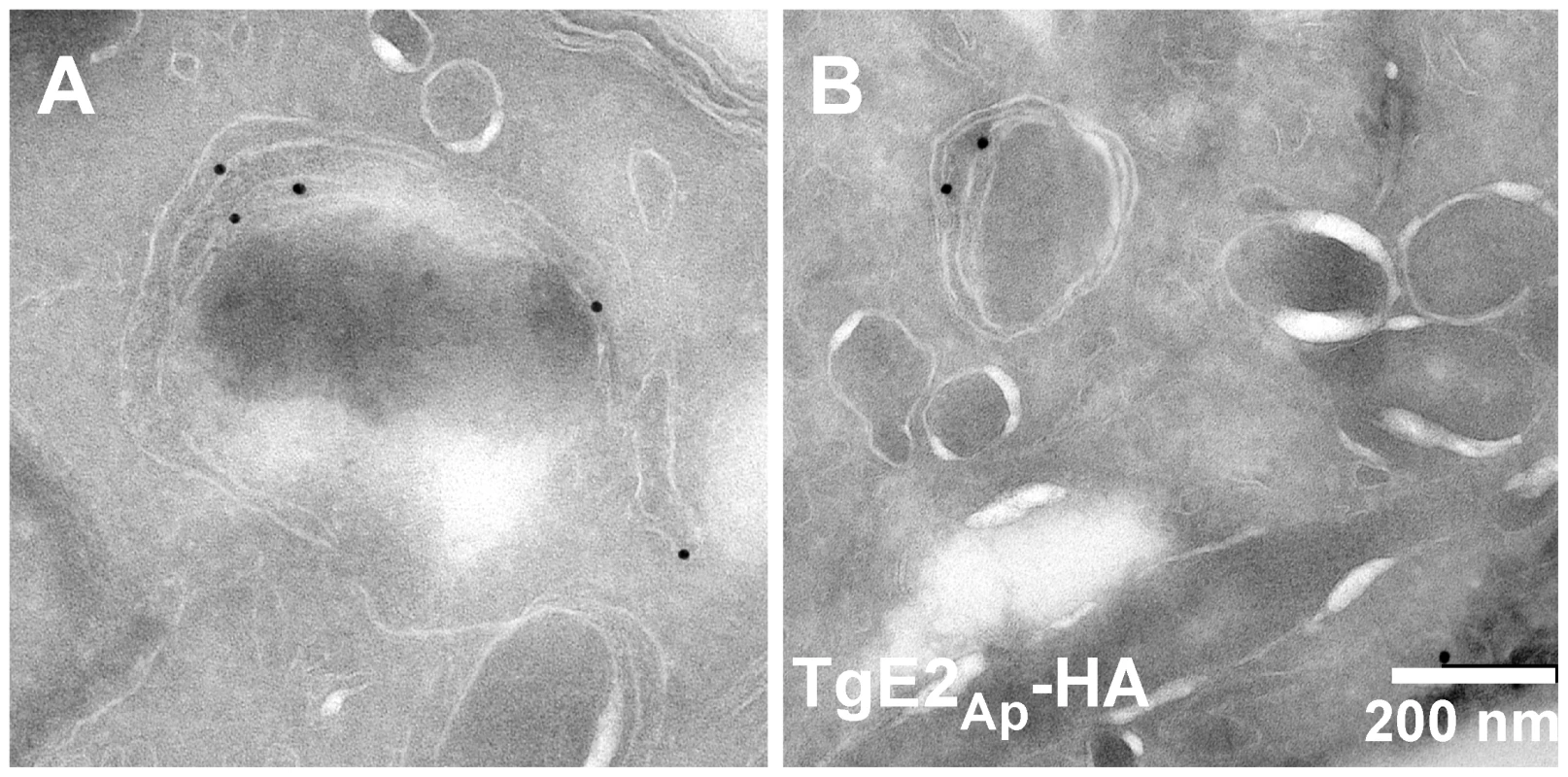 TgE2<sub>Ap</sub> is localized to the periphery of the apicoplast.