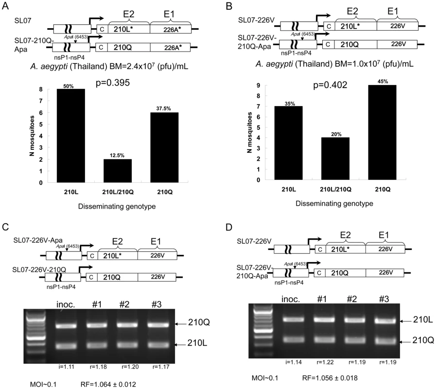 The effect of the E2-L210Q substitution on CHIKV fitness in <i>A. aegypti</i> mosquitoes and 293 cells.