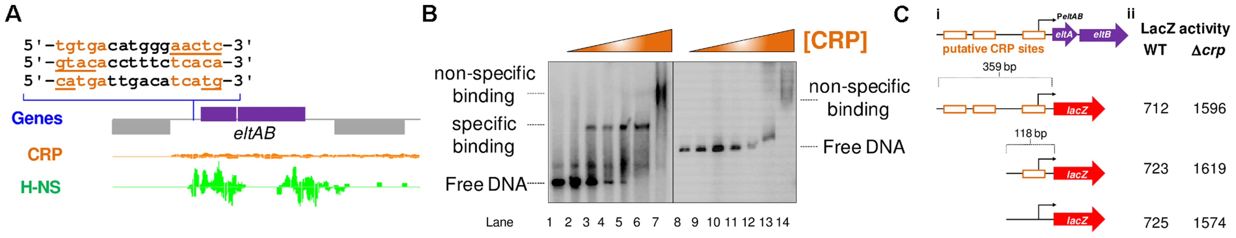 The <i>eltAB</i> promoter is indirectly repressed by CRP.