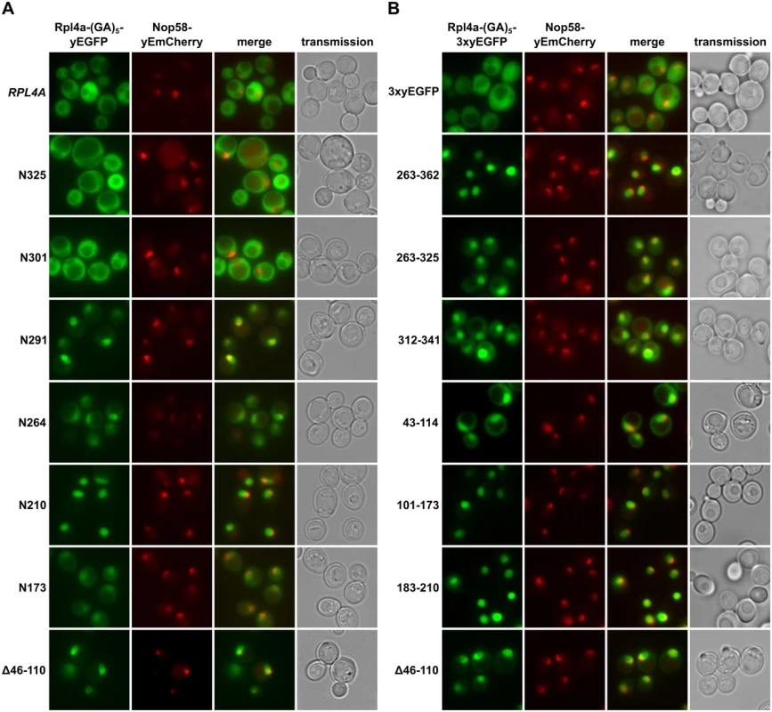 Rpl4 harbours five distinct nuclear localization signals.