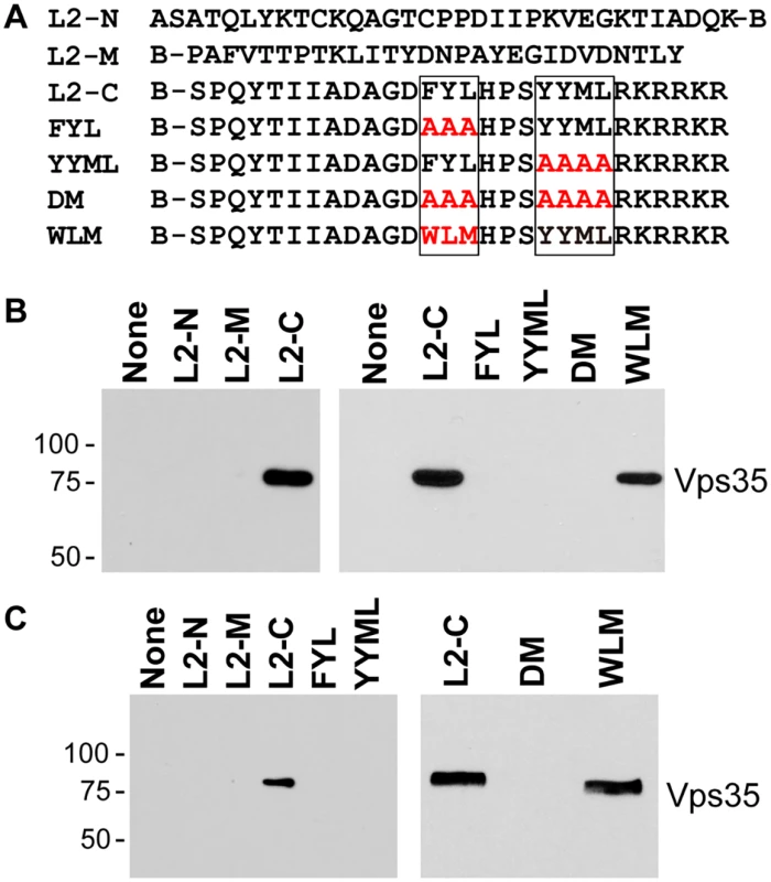 Binding of carboxy-terminal L2 peptides to retromer.
