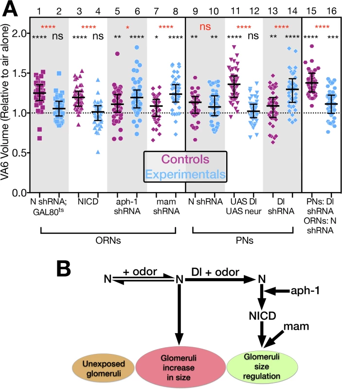 N regulates the increase in volume that glomeruli undergo when flies are chronically exposed to odor by both canonical and non-canonical mechanisms.
