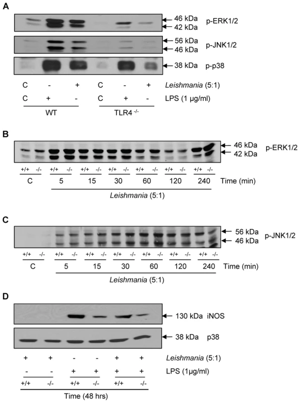 Macrophage activation by <i>Leishmania mexicana</i>.
