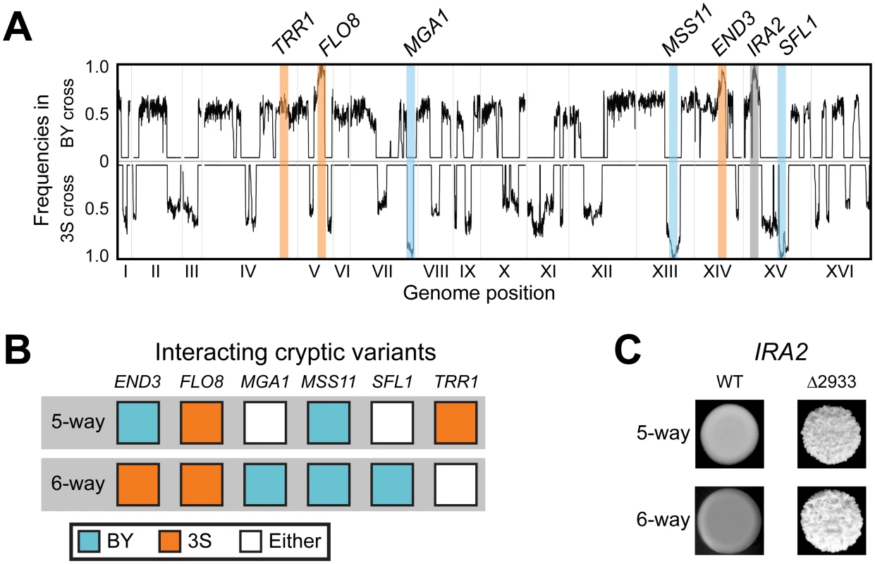 Characterization of the six-way genetic interaction.