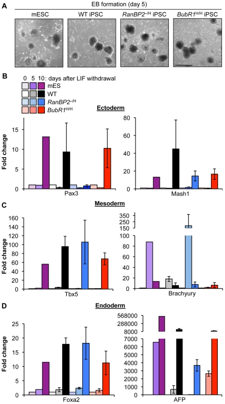 iPSCs from W-CIN mutant MEFs differentiate into EBs comprising of all embryonic germ layers.