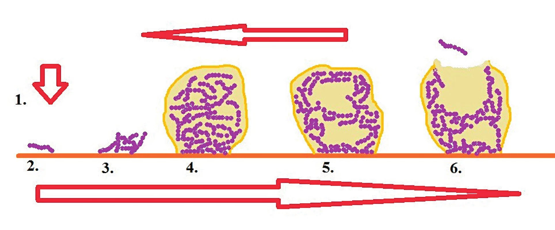 Schéma formovania biofilmu [Legéňová, 2015]
Fig. 1. Schematic representation of biofilm formation [Legéňová, 2015]