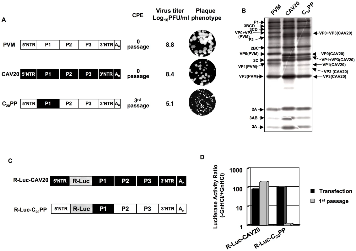 Chimeric virus C<sub>20</sub>PP containing the capsid-coding region of CAV20 is defective in encapsidation.