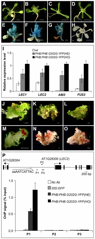PHB Occupancy at <i>LEC2</i> Promoter.
