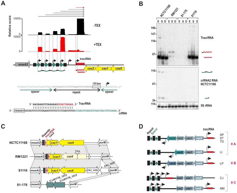 A minimal CRISPR in <i>Campylobacter jejuni</i>.