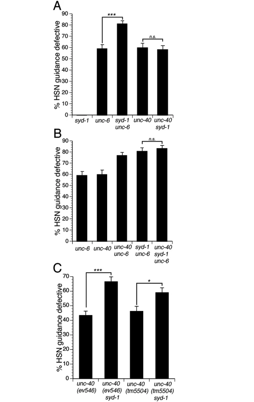 SYD-1 mediates UNC-6 independent UNC-40 signaling.