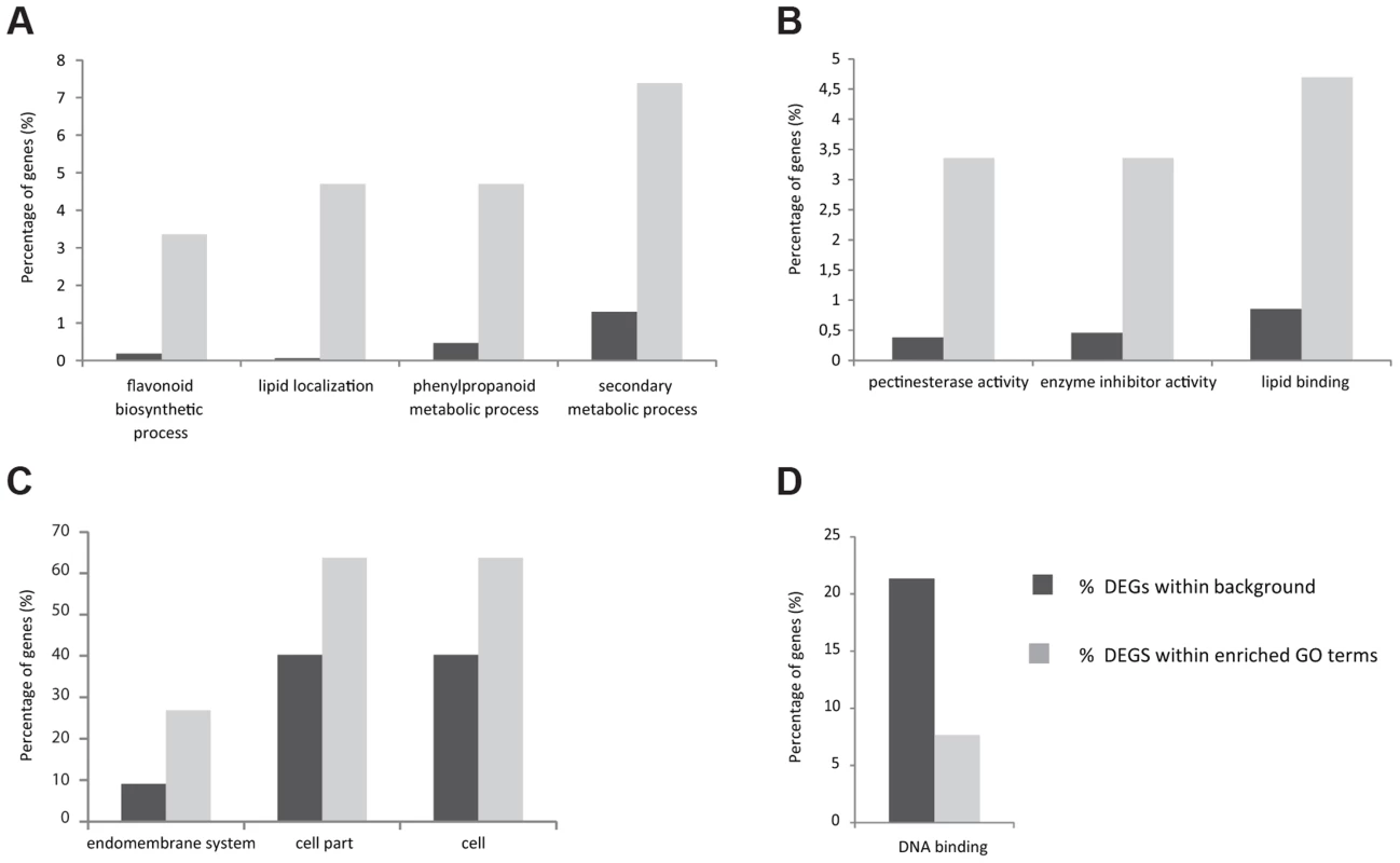 Histogram of functional gene ontology analysis of differentially expressed genes.