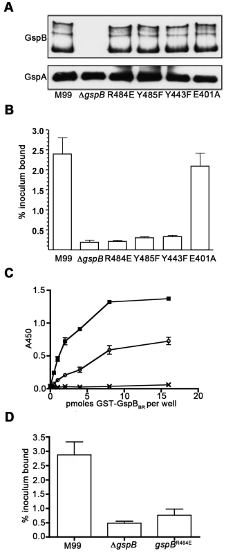 Amino acid substitutions in the carbohydrate binding site of GspB<sub>BR</sub>.