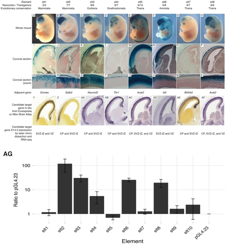 Candidate enhancers drive laminar expression in the developing mouse neocortex.