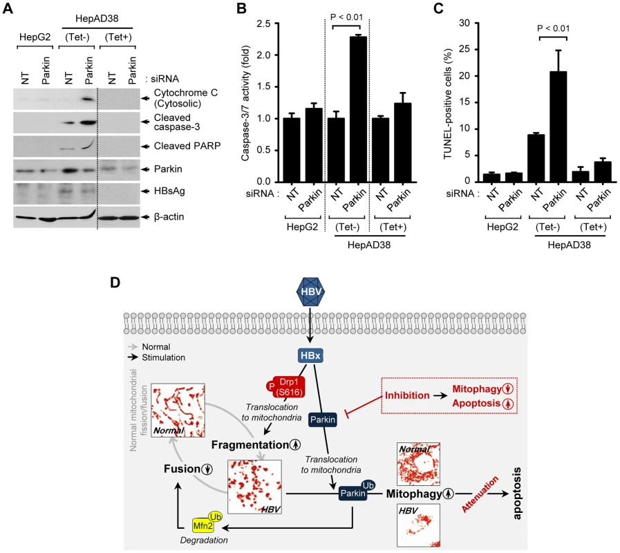 Attenuation of mitochondrial apoptosis by HBV.