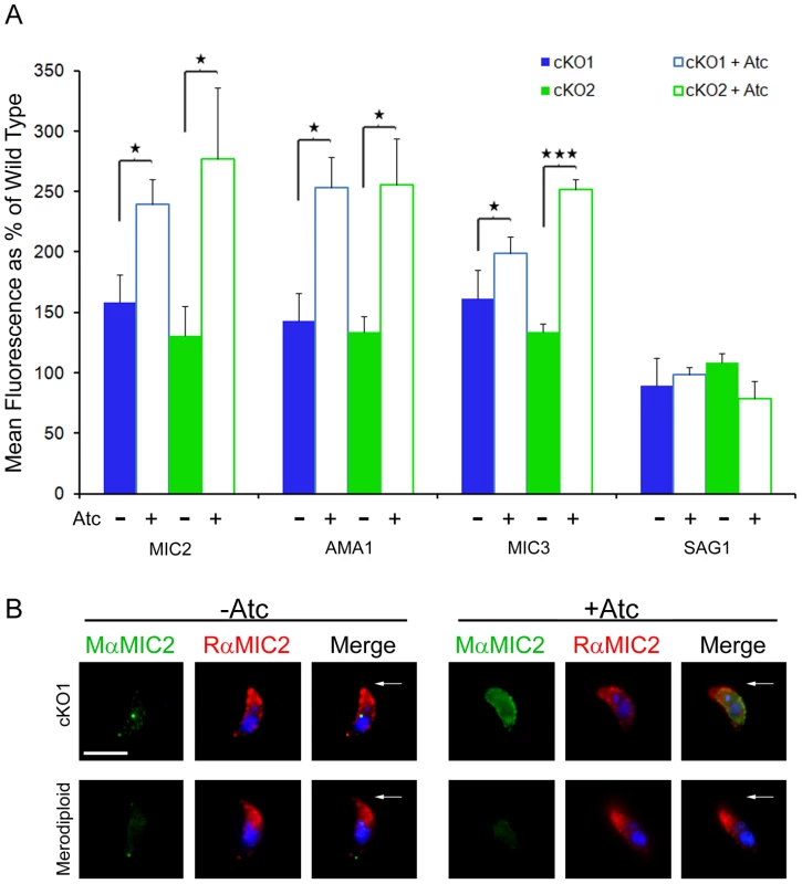 Micronemal adhesins are upregulated on the surface of the TgROM conditional knockout.