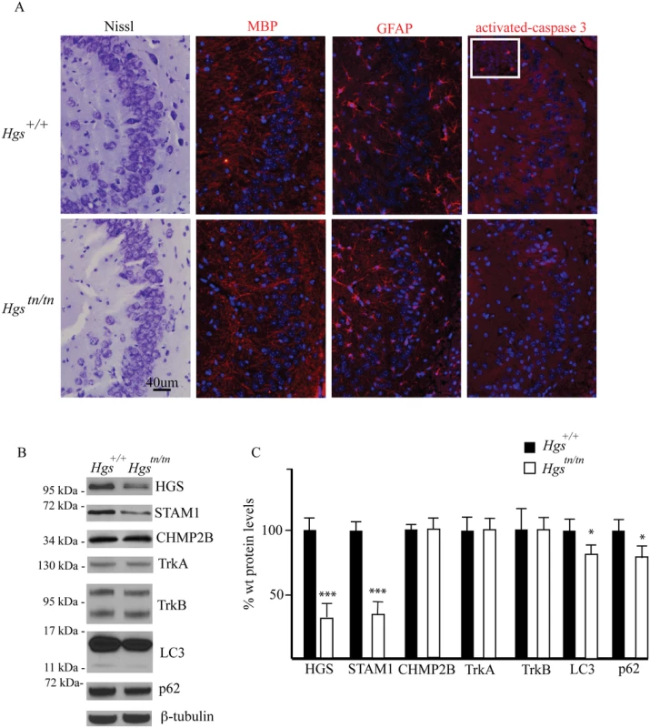 Comparison of hippocampal structure and protein expression between <i>Hgs</i><sup><i>tn/tn</i></sup> and <i>Hgs</i><sup><i>+/+</i></sup> mice.