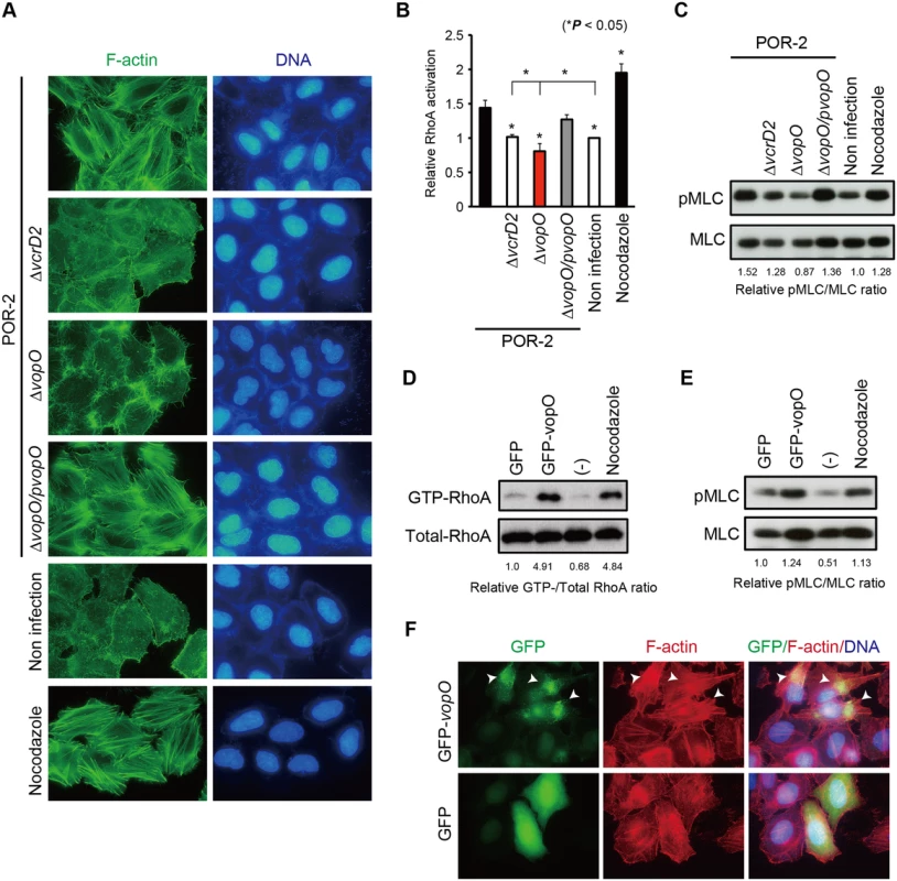 Identification of the stress fiber formation-inducing T3SS2 effector VopO.