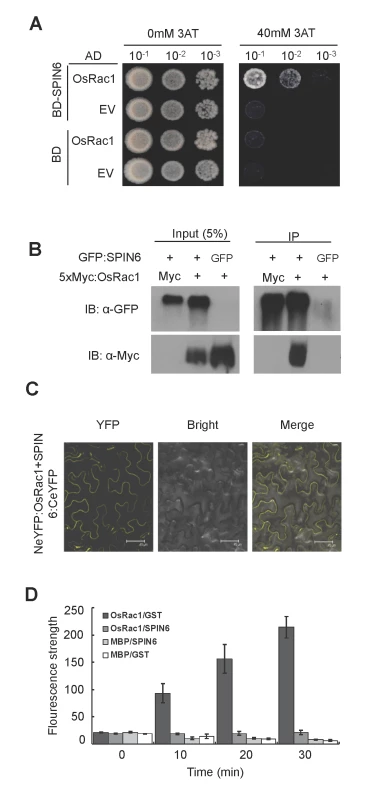 SPIN6 interacts with OsRac1 <i>in vitro</i> and <i>in vivo</i>, and catalyzes OsRac1 hydrolysis <i>in vitro</i>.
