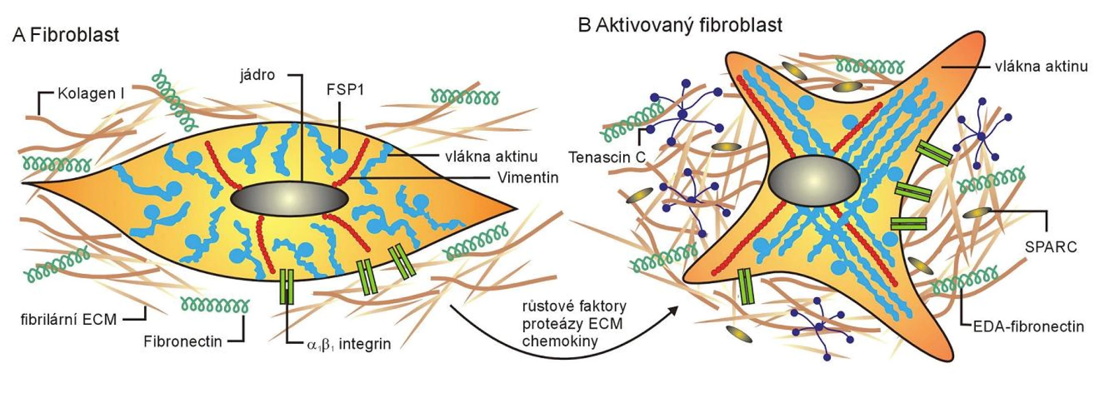 Schematické znázornění rozdílů mezi klidovým a aktivovaným fibroblastem (převzato podle Kalluri a kol., 2006)