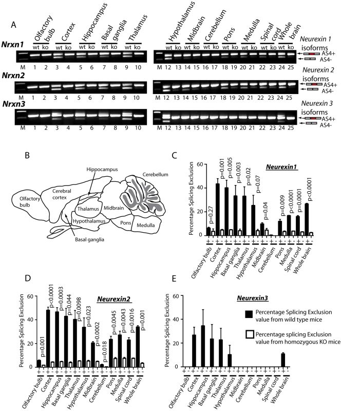 T-STAR protein regulates region-specific splicing of <i>Neurexin1-3 AS4</i> in the mouse brain.