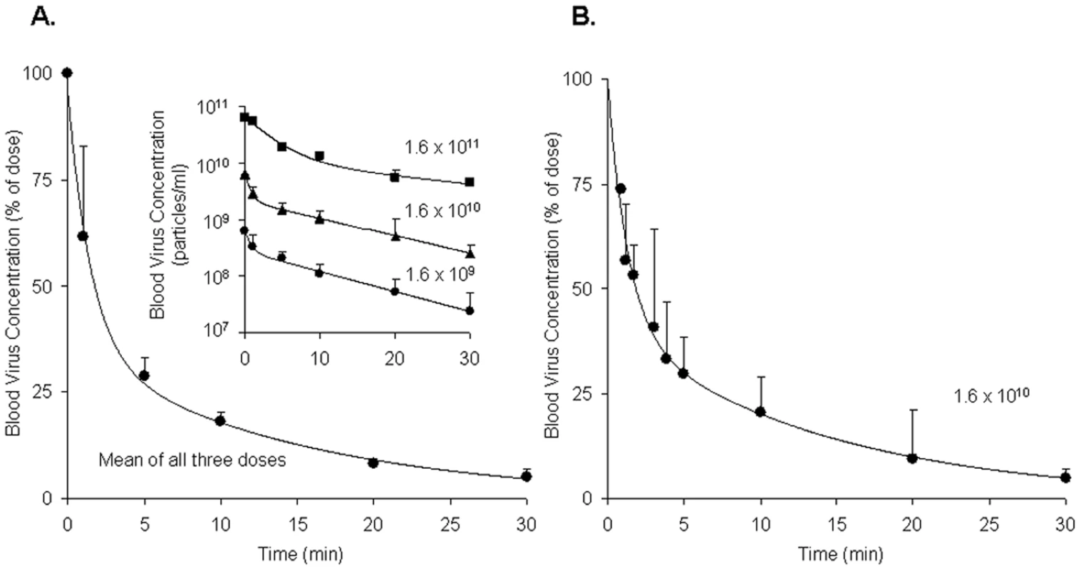Clearance of rAd5 from mouse blood circulation.