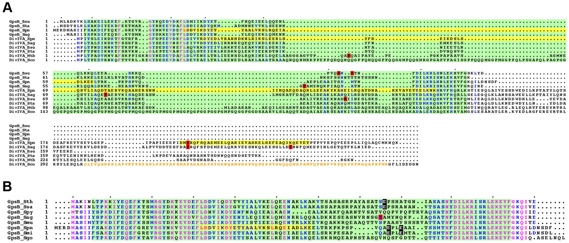 Alignment for GpsB and DivIVA proteins from several bacteria.