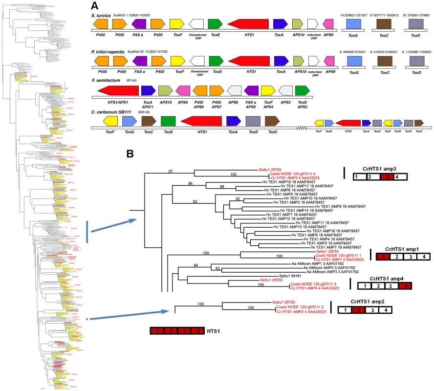 <i>S. turcica</i> has an ortholog of the <i>C. carbonum</i> NRPS HTS1 responsible for HC-toxin biosynthesis.