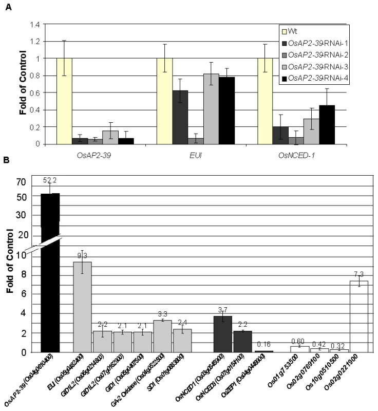 Alteration the expression of <i>OsAP2-39</i> affects the expression level of ABA and GA related genes are altered in the transgenic rice.