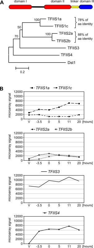 The multigenic TFIIS family in <i>Paramecium tetraurelia</i> and its expression profiles.