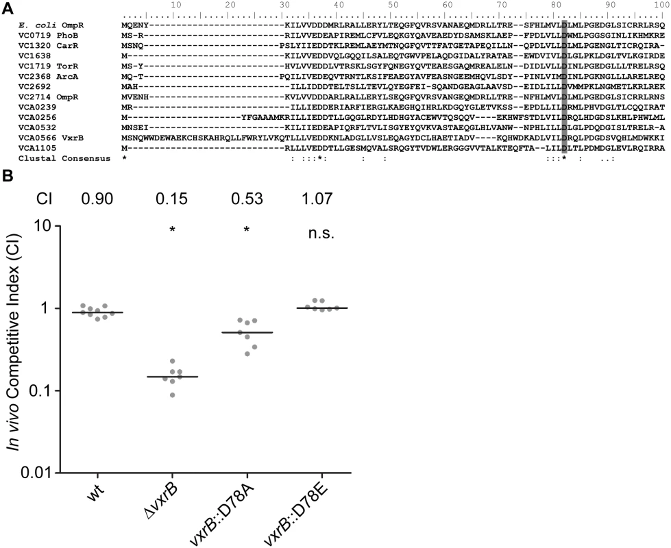 The role of the phosphorylation state of VxrB in colonization.