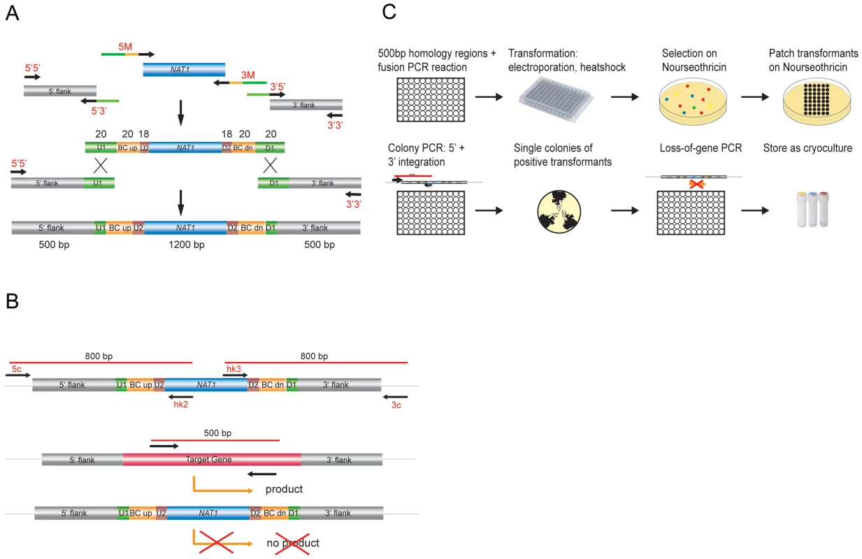 Generation of <i>C. glabrata</i> mutants and systematic phenotypic analysis.