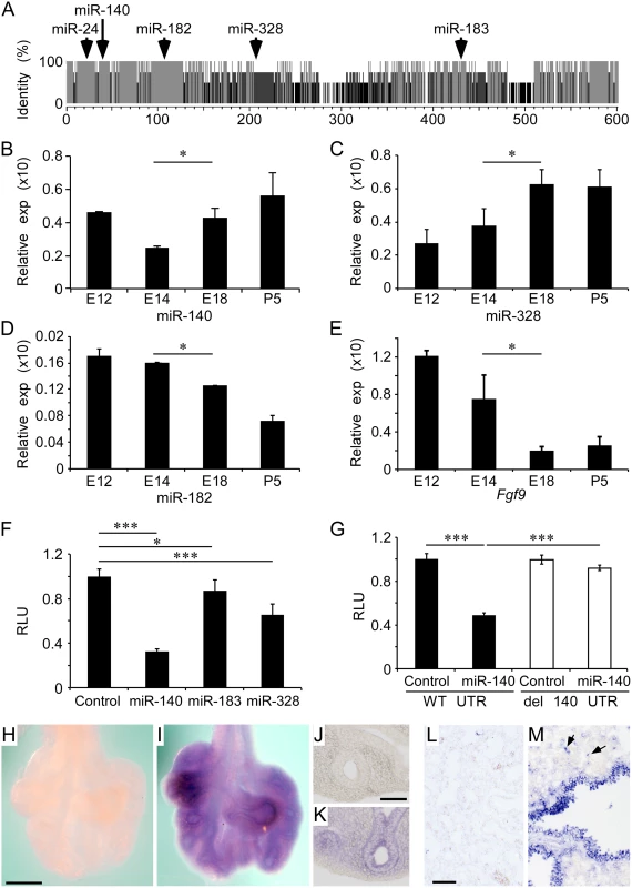 Regulation of the <i>Fgf9</i> 3' UTR by miRNAs expressed in developing lung epithelium.