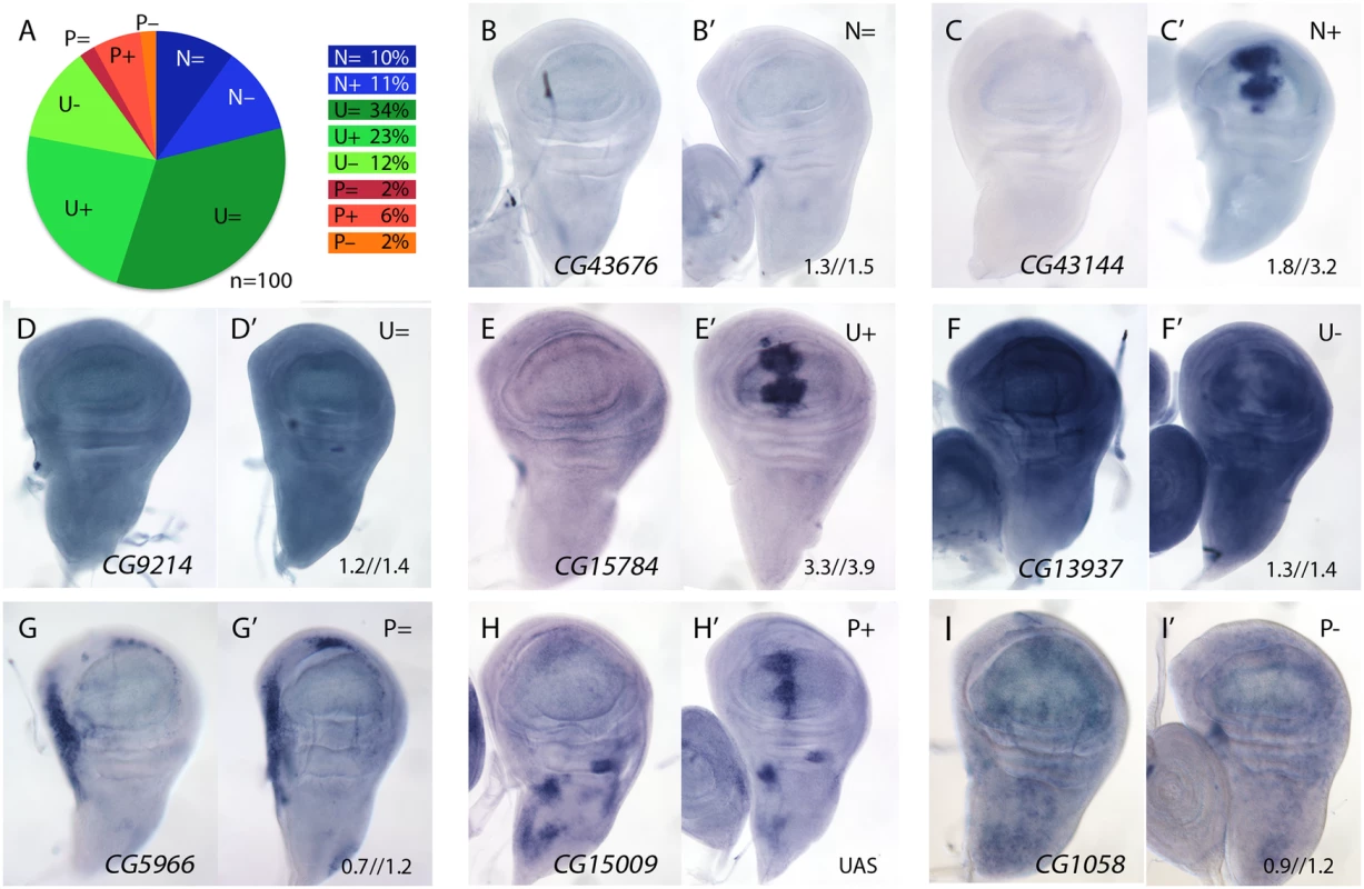 Examples of mRNA expression of selected genes (STG+) with increased expression in <i>salm-i/salr-i</i> compared to wild type wing discs.